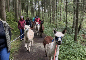 Lama Wandern